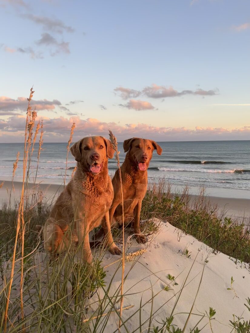 Deep and Missy, Chesapeake Bay Retriever