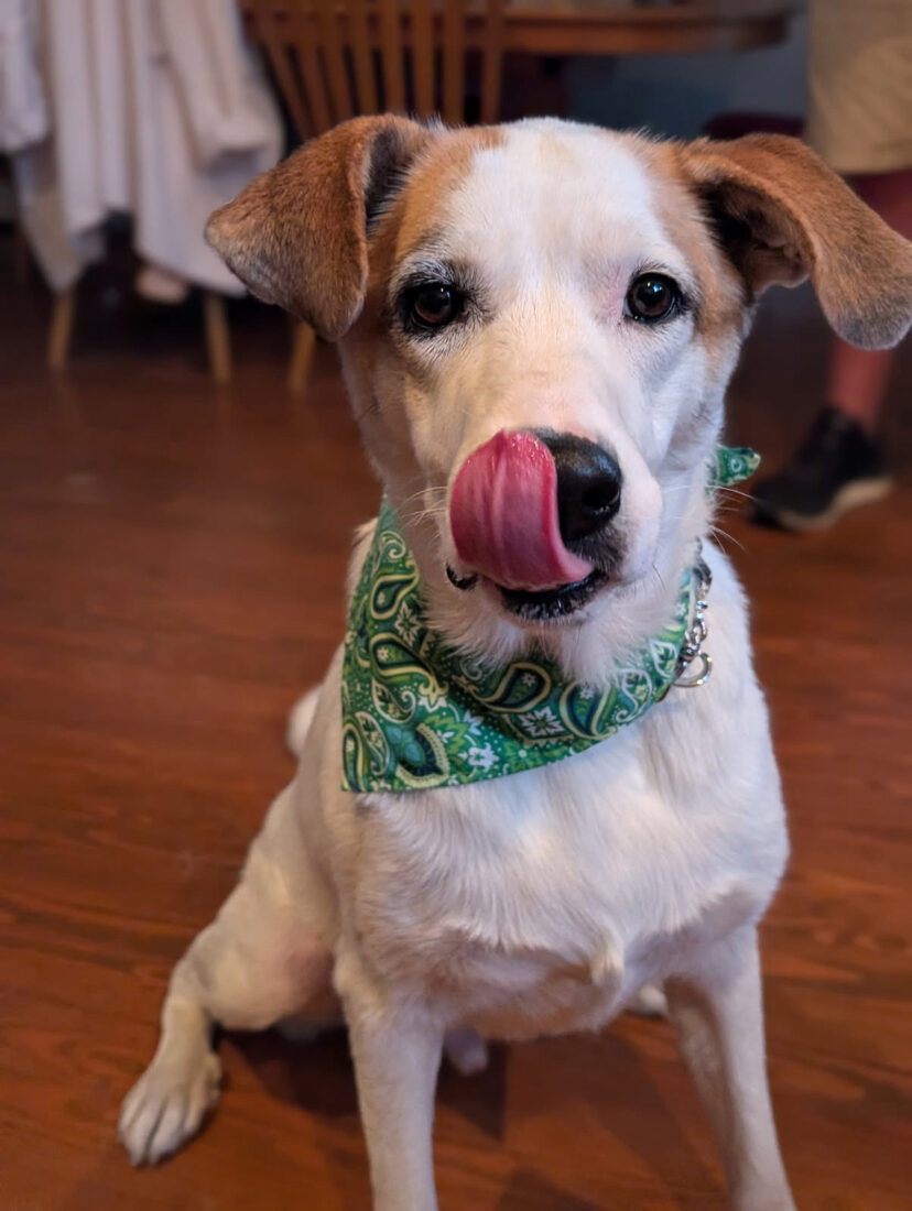 Jackson, Lab/Great Pyrenees