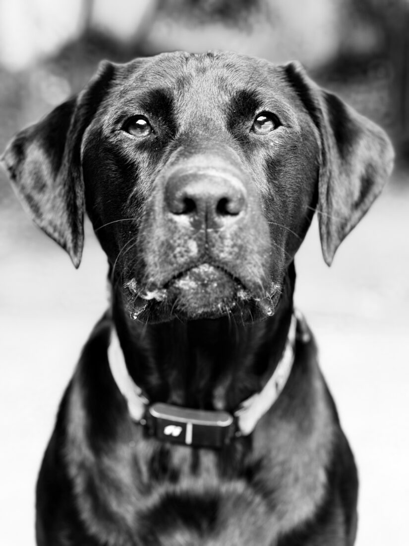 Onyx, Labrador Retriever