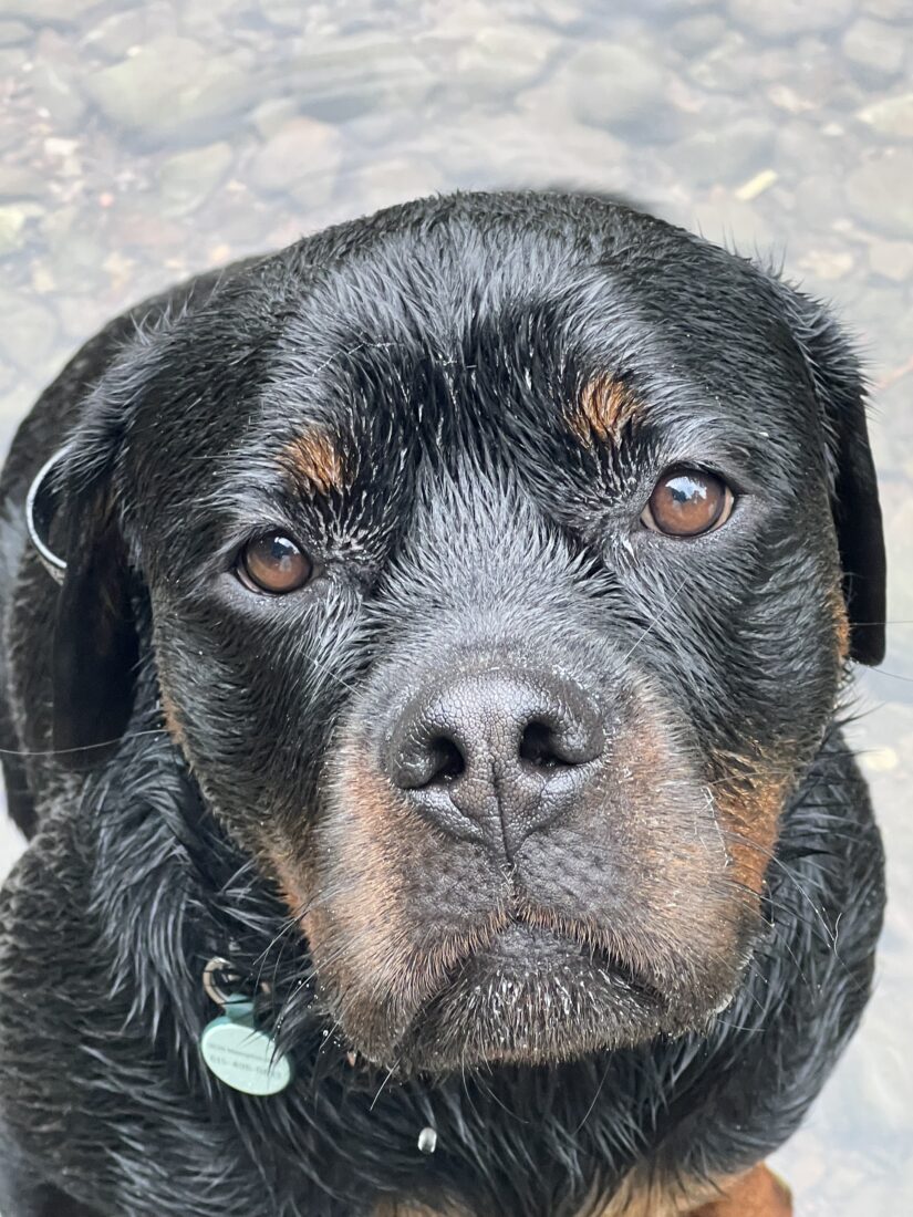 Berti, Rottweiler