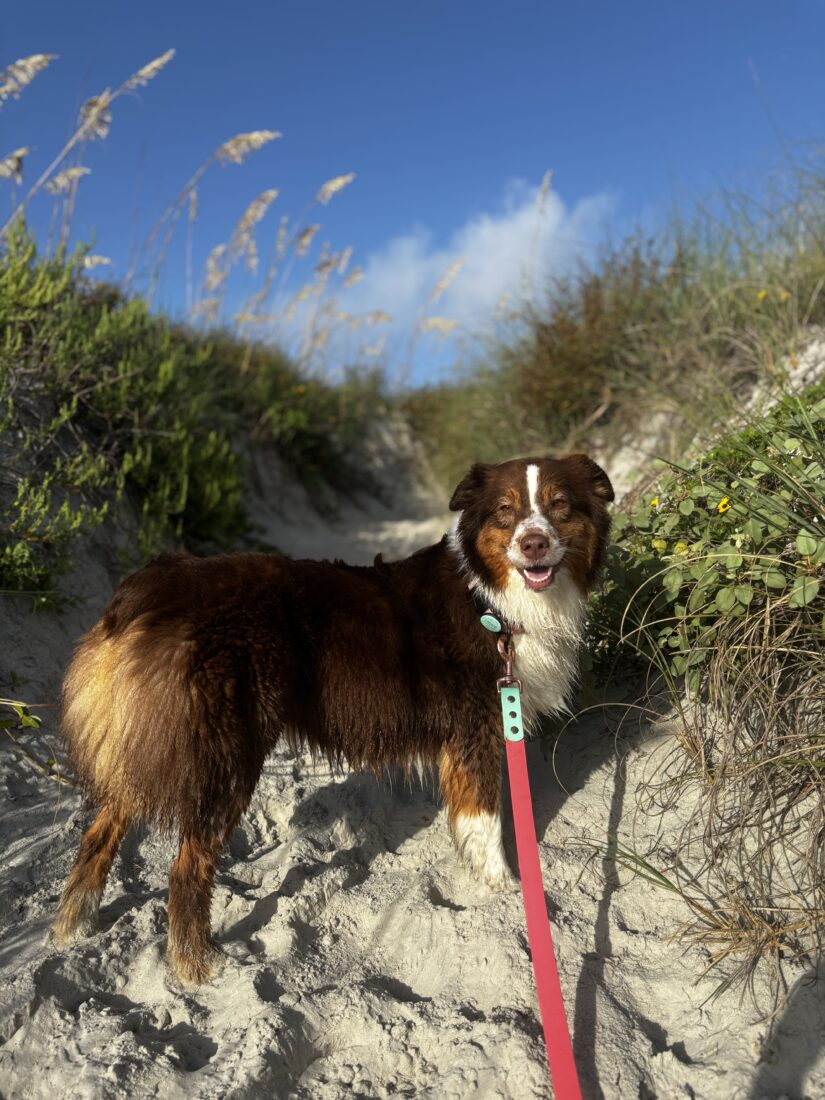 Tallulah, Australian Shepherd