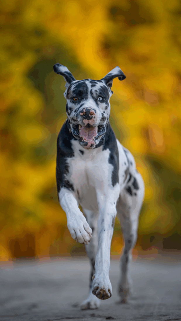 Eames Brenner, Great Dane