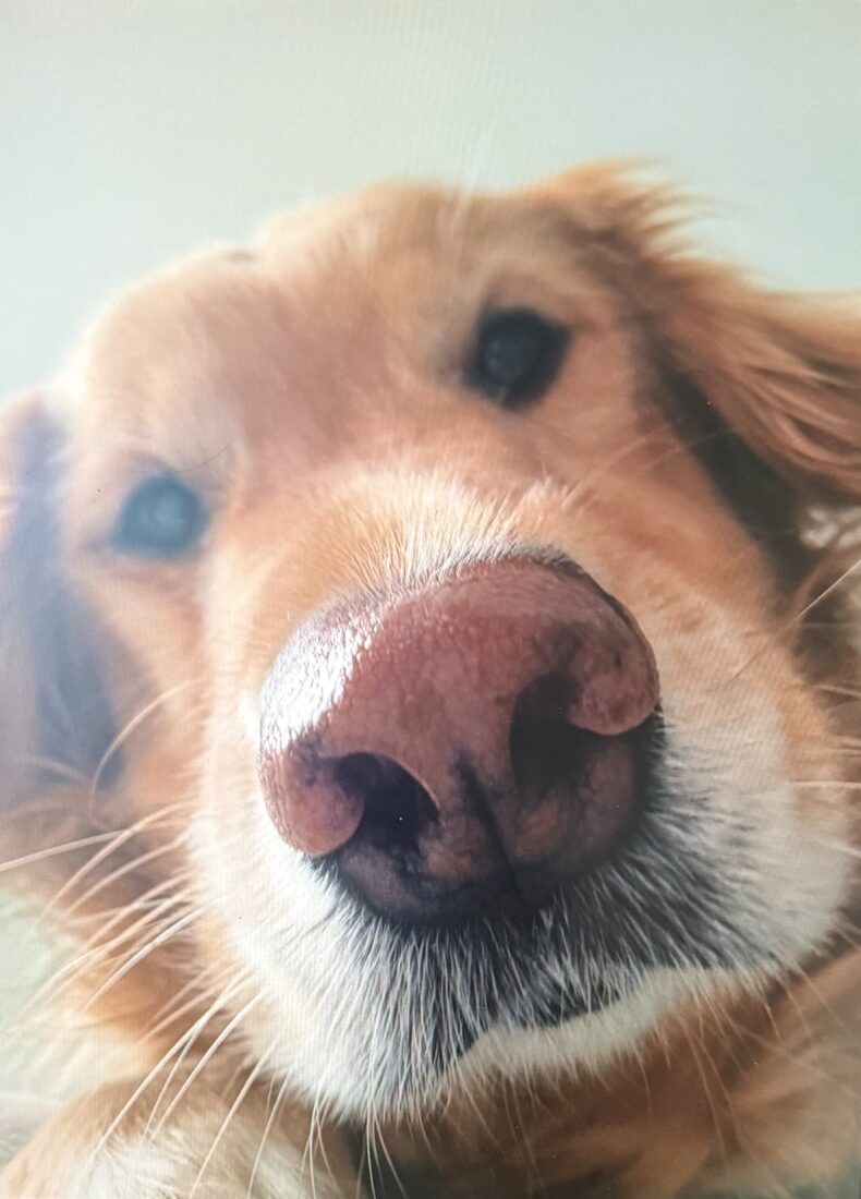 Birdie Magnolia, Golden Retriever