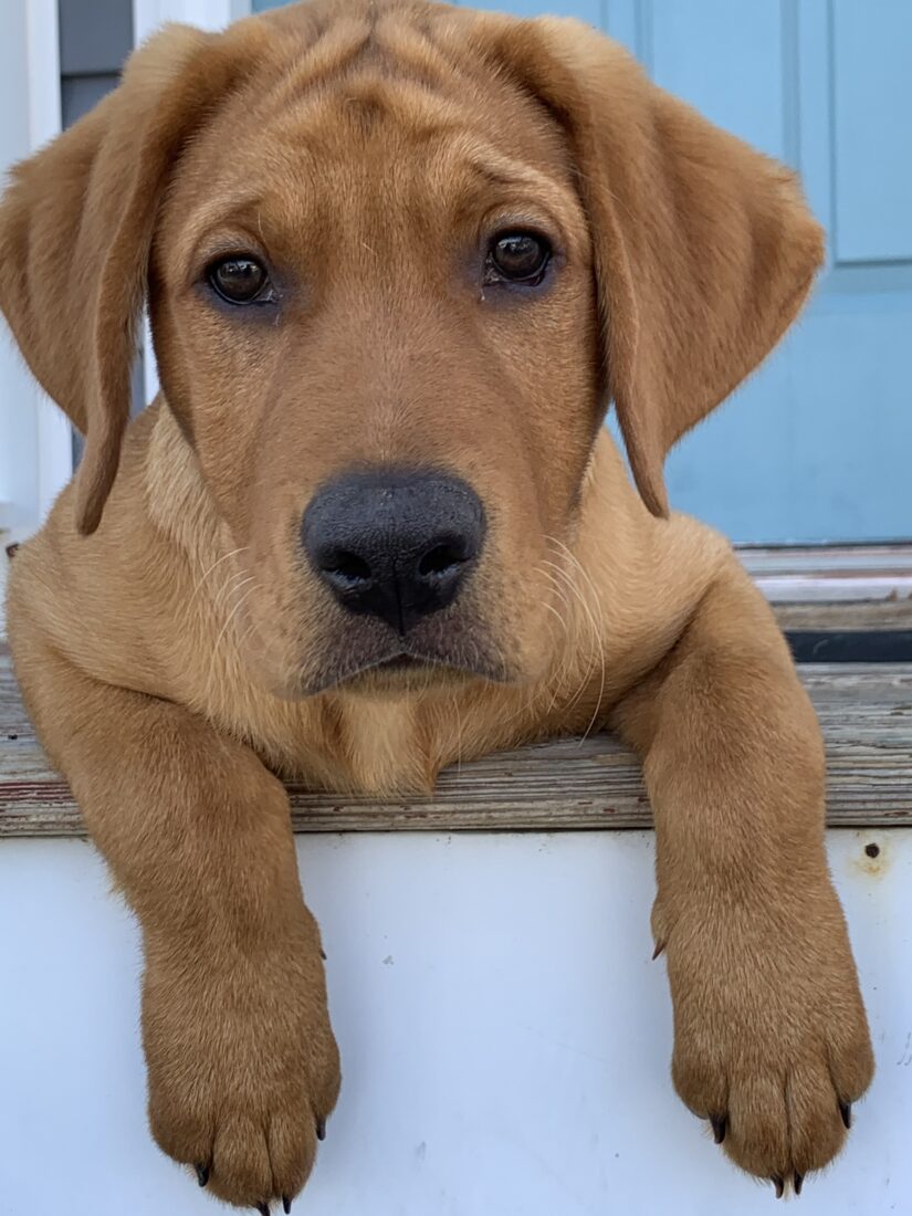 Whiskey, Labrador