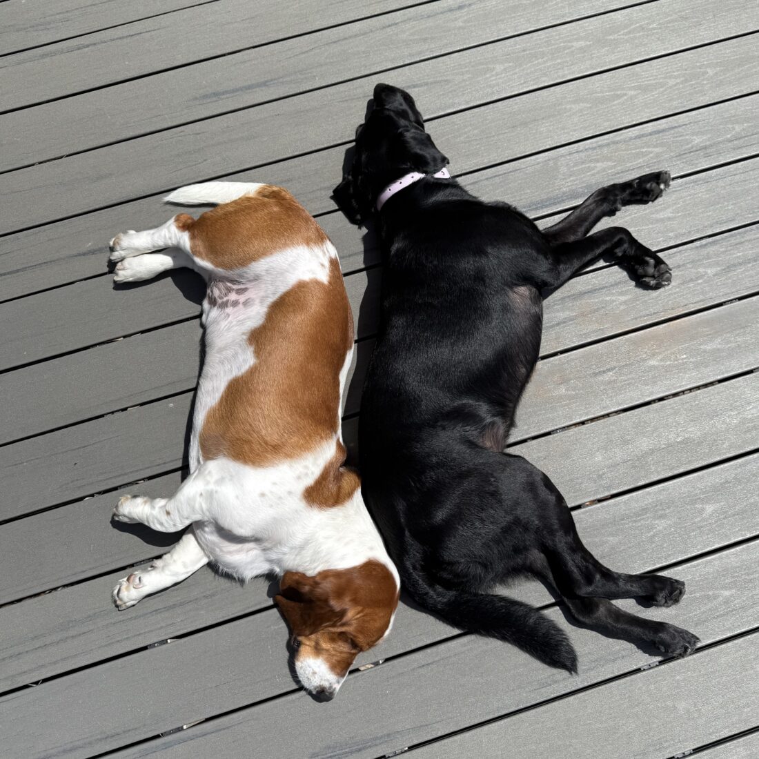 Rascal & Palmer, Basset Hound & Labrador Retriever