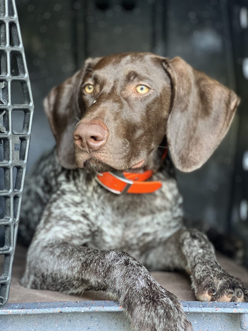 Buck, German Shorthair Pointer