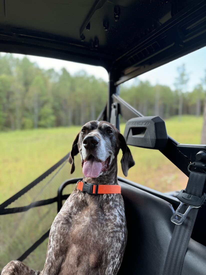 Crosby, German Shorthair Pointer