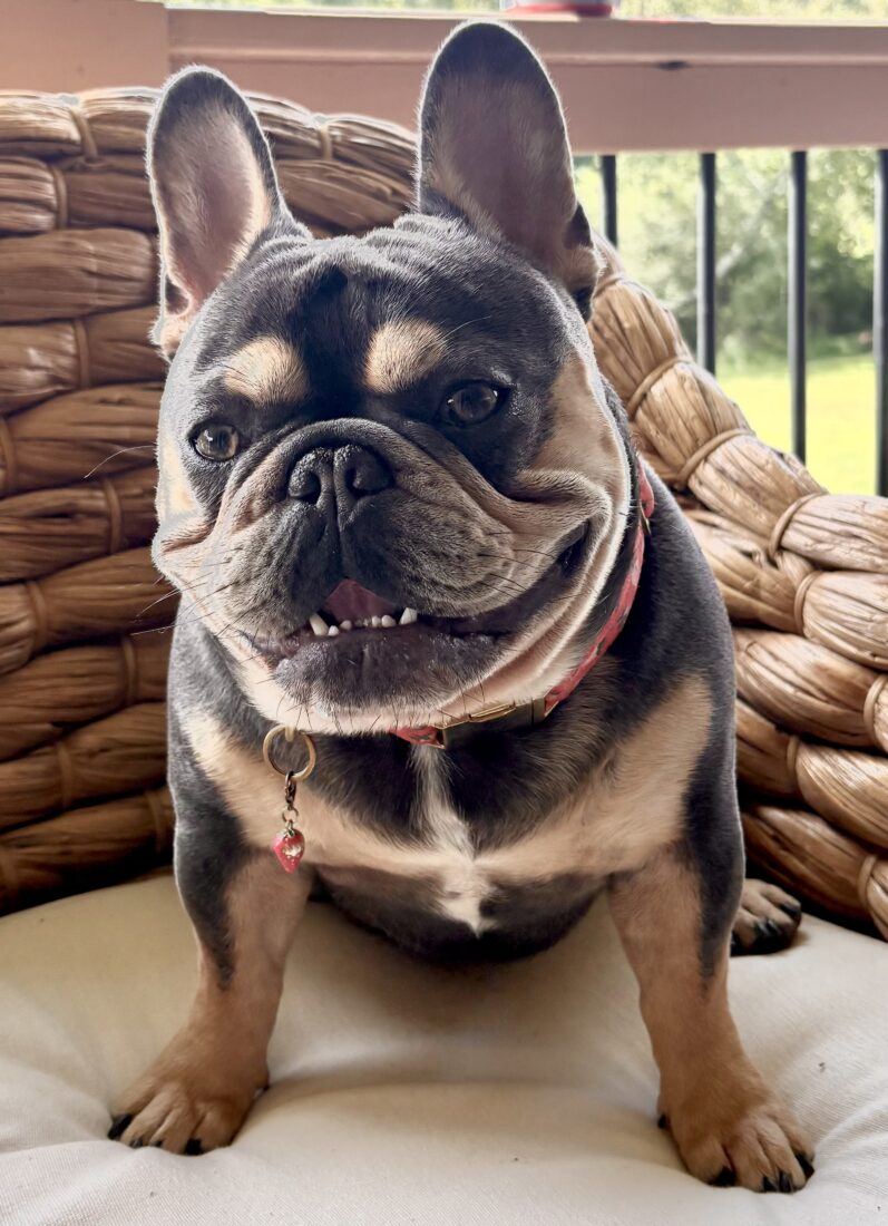 Nucky, French Bulldog