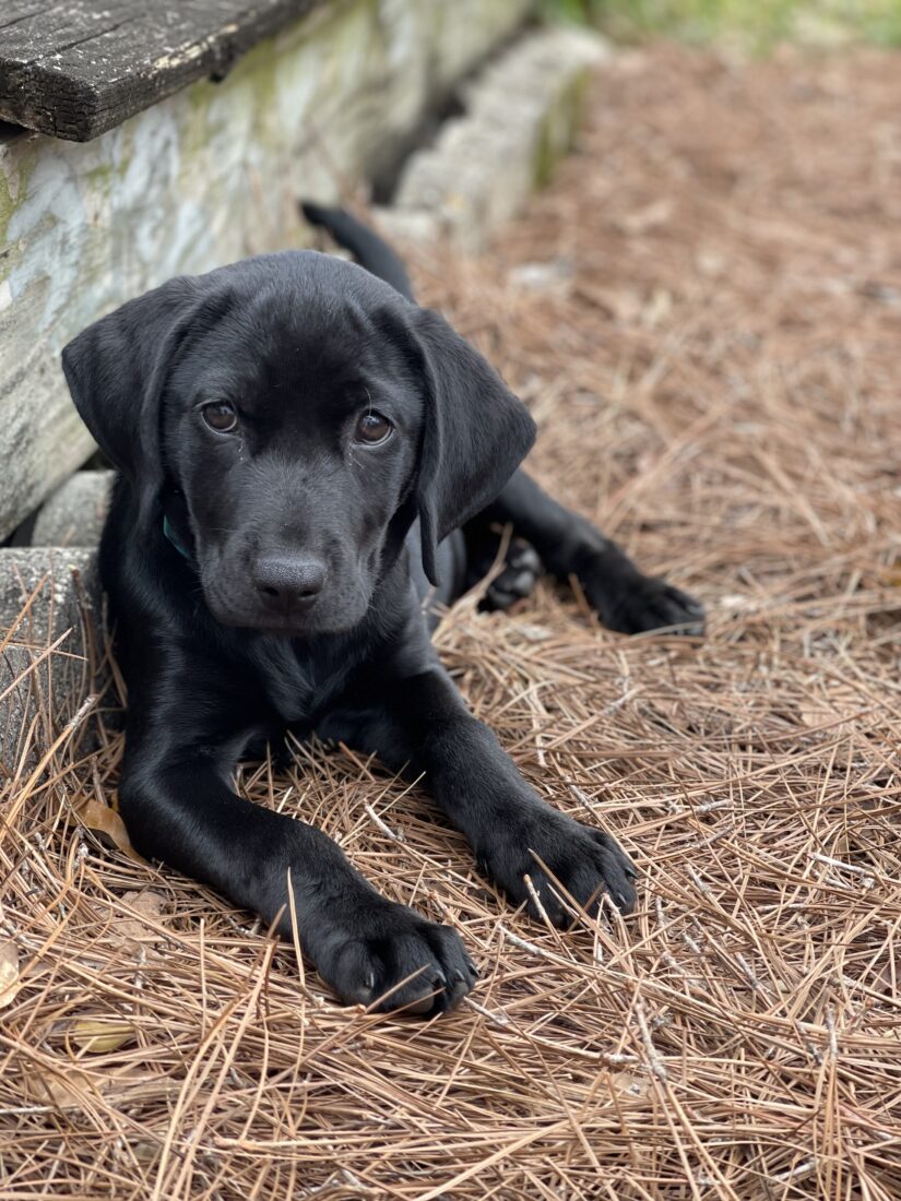 Fern, Lab and Treeing Walker Coon Hound