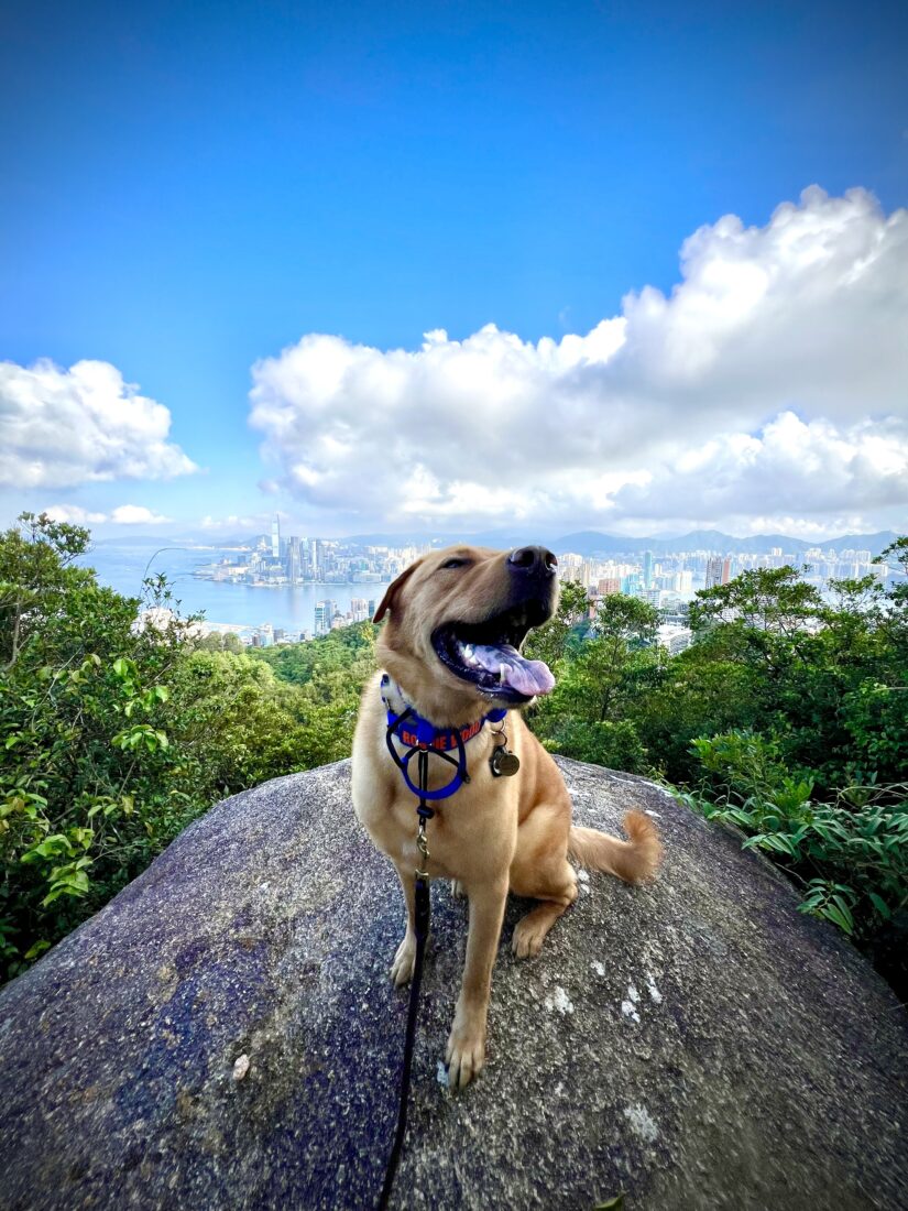 Ronnie Wood, Mongrel