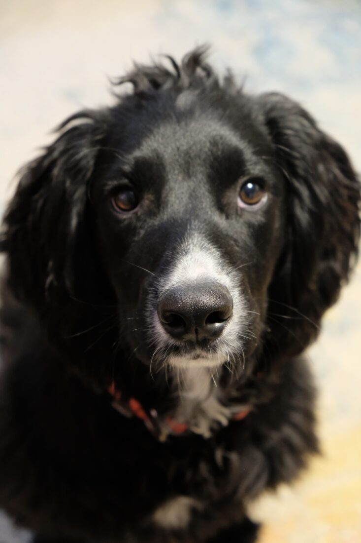Roy, English cocker soaniel