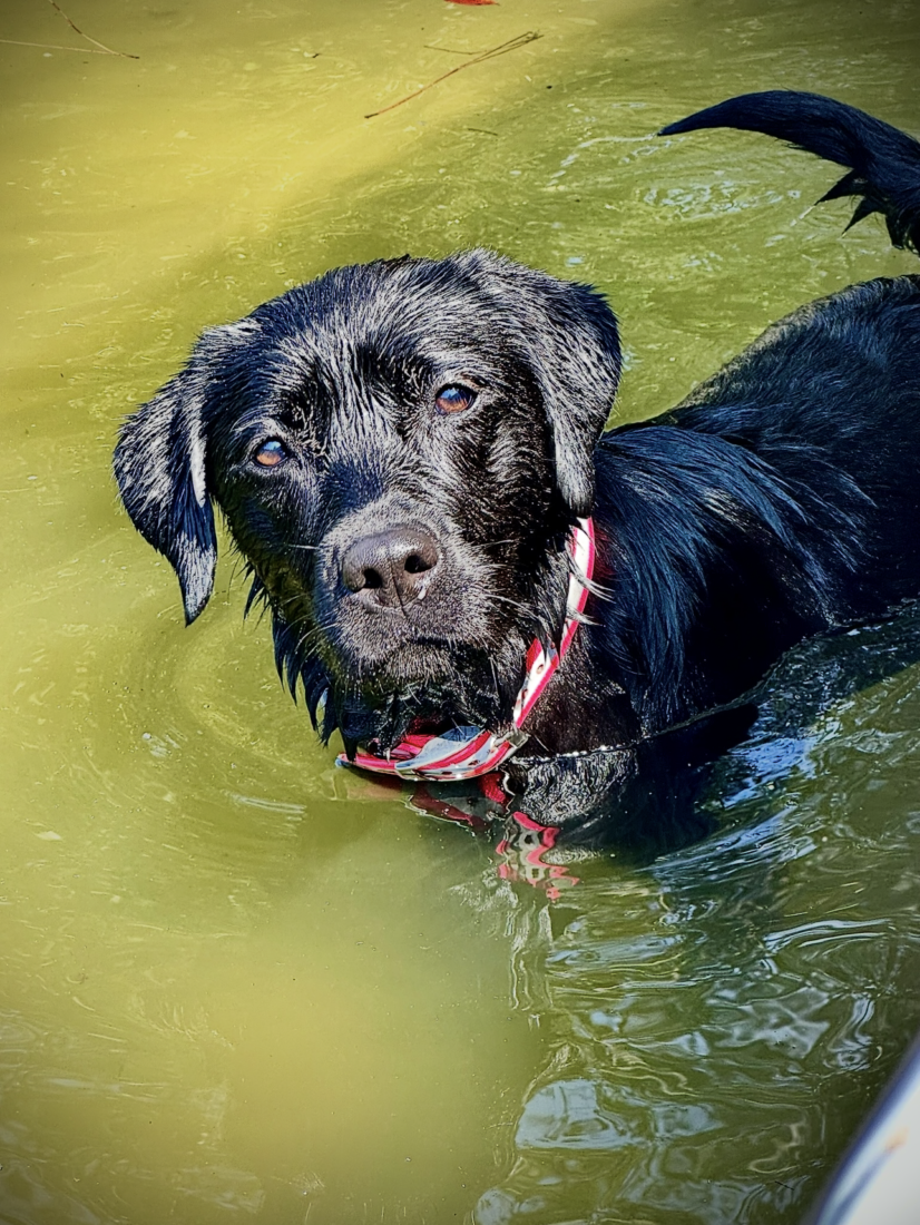 Mally, Black Labrador Retriever