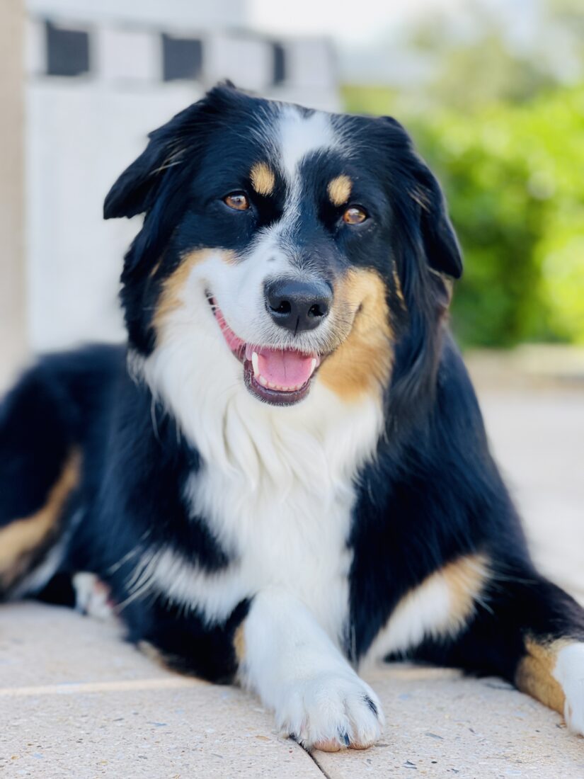 Palmer, Mini Australian Shepherd