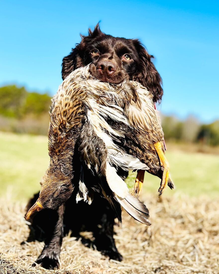 Smoke, Boykin Spaniel