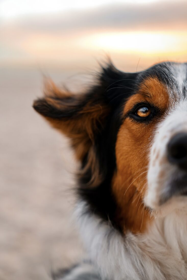 Pippin, Australian shepherd mix