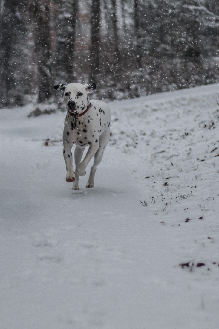 Genghis, Dalmatian