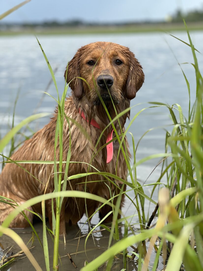 Millie, Golden retriever