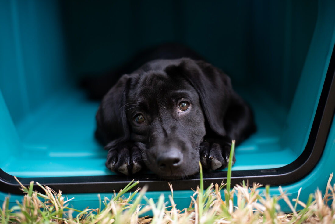 Nyx, Labrador retriever