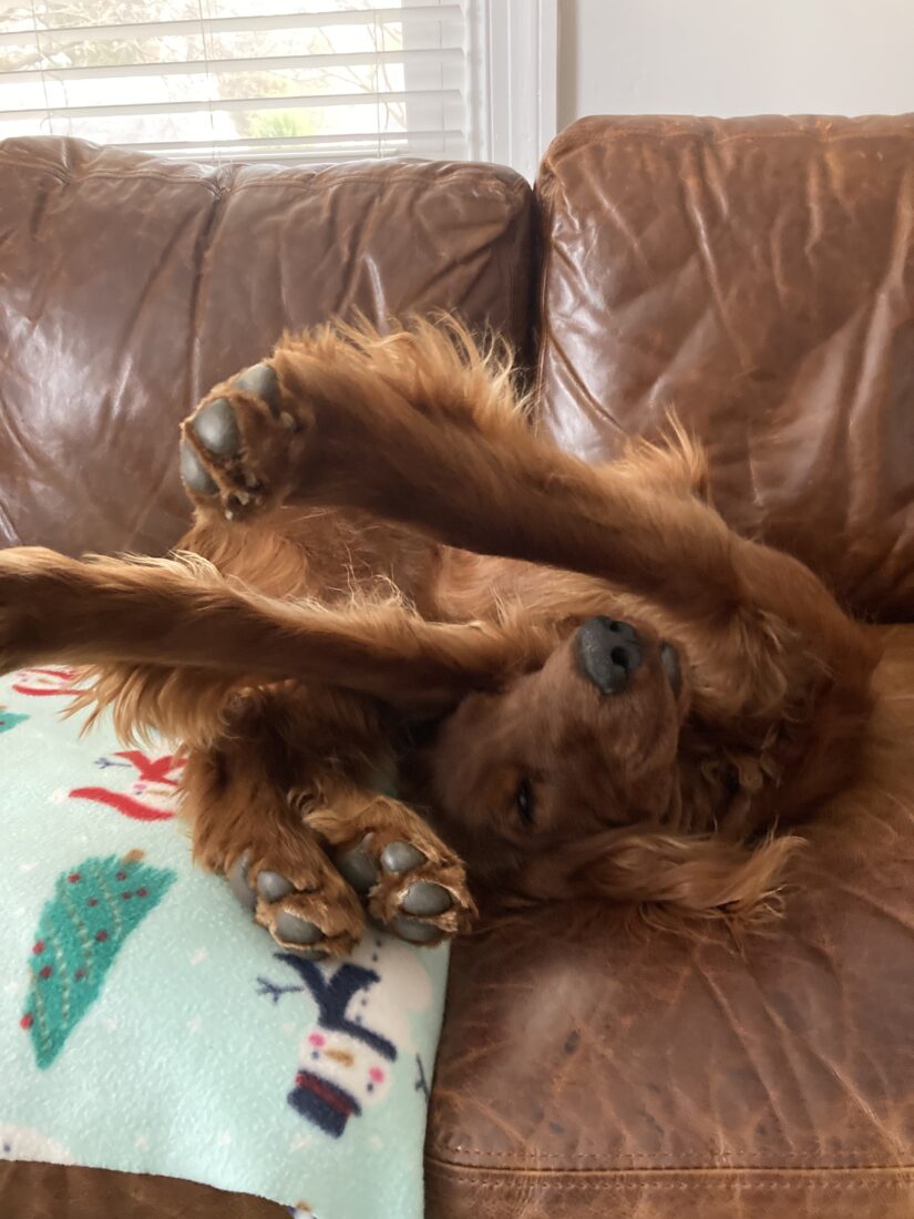 Joe, Irish Setter