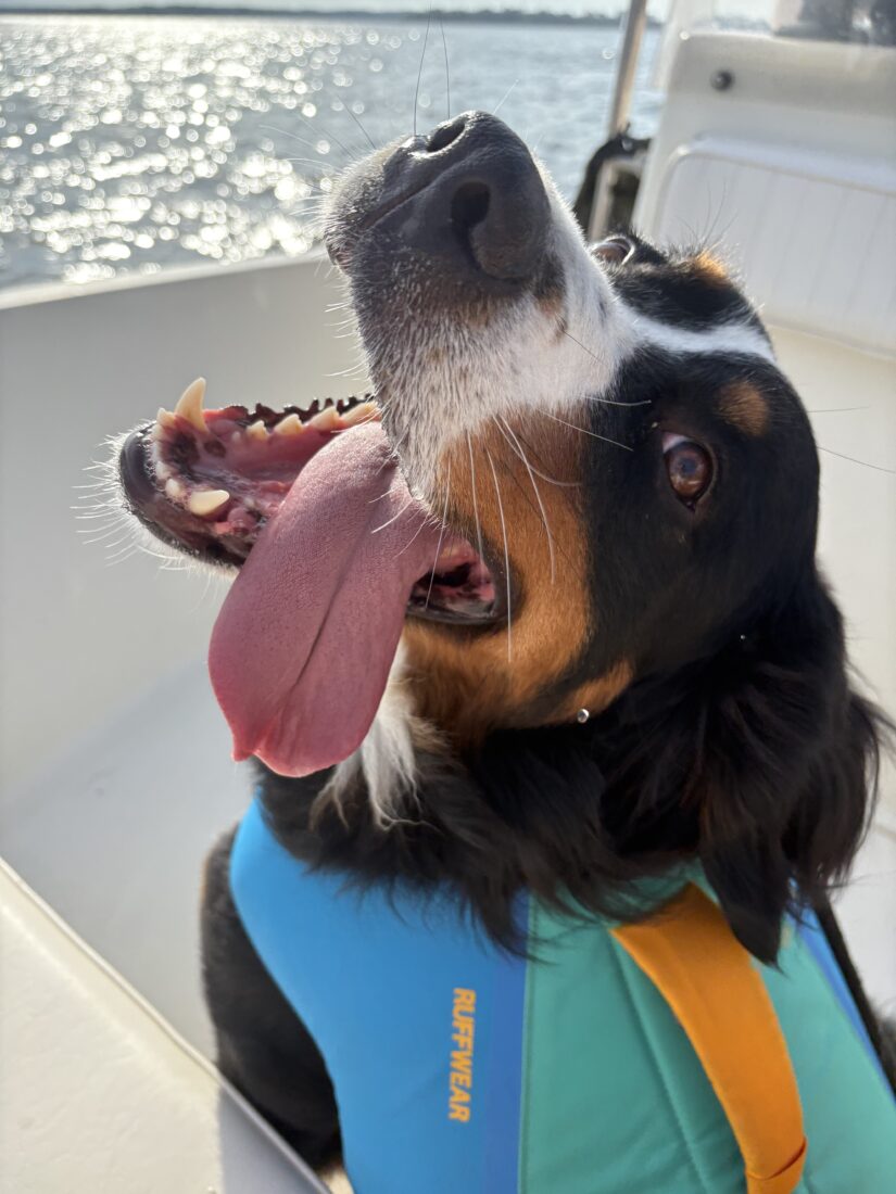 Nellie, Bernese Mountain Dog