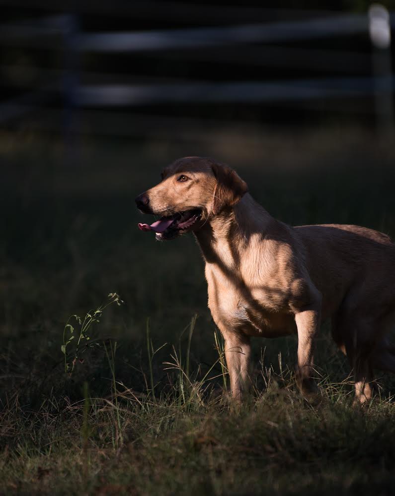 Freya, Labrador Retriever