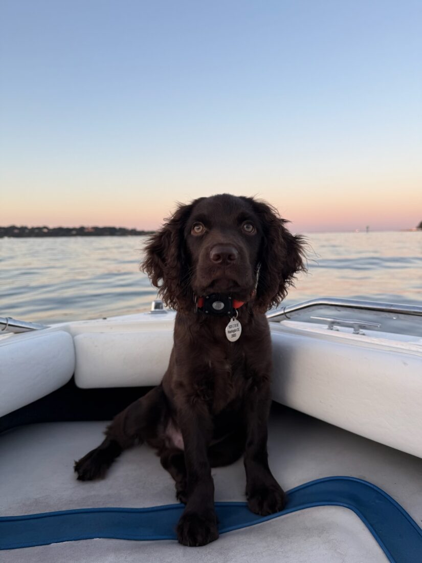 Mogul, Boykin Spaniel