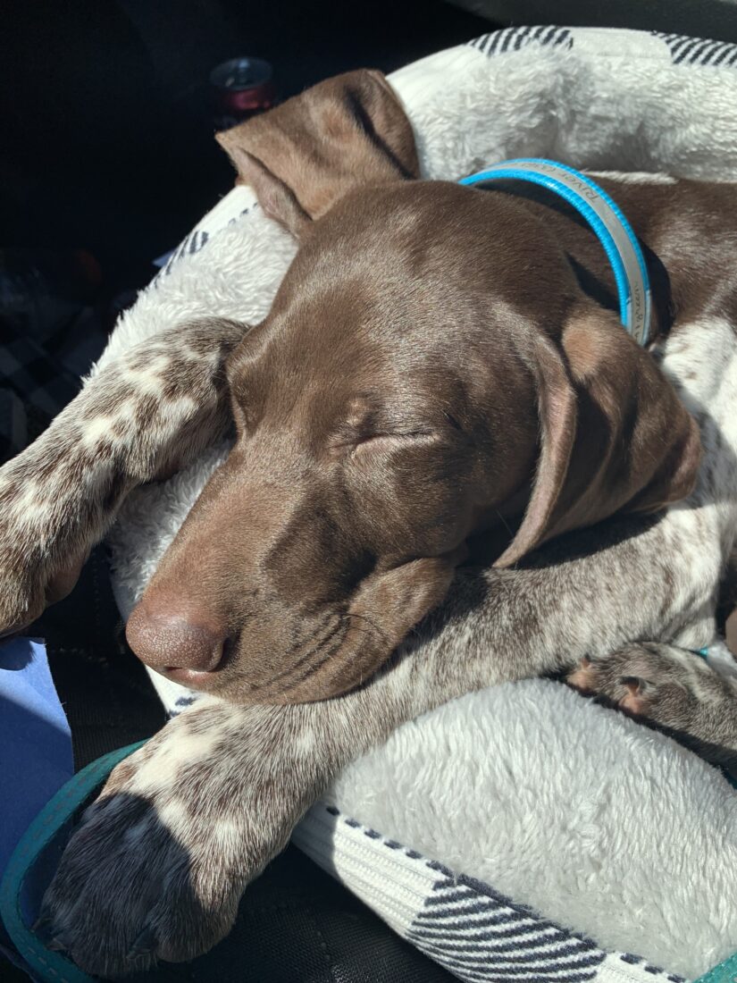 River Duke, German shorthaired pointer