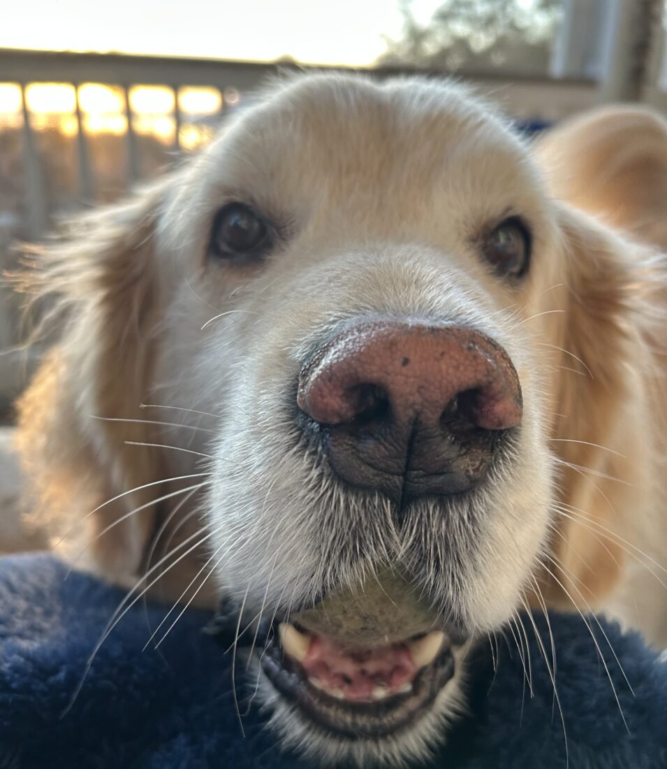 Finn Bowdle, Golden Retriever