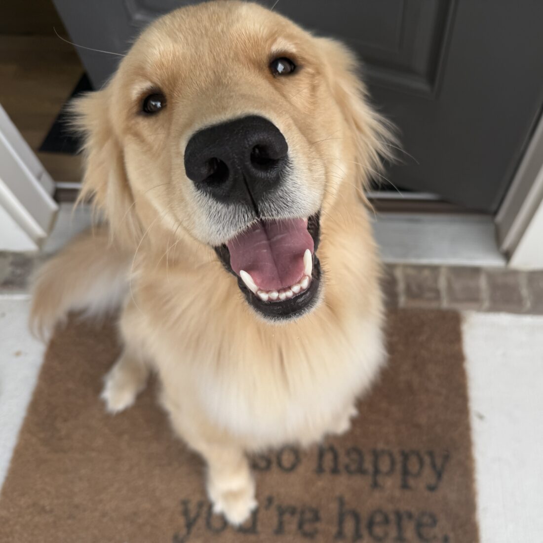 Echo, Golden Retriever