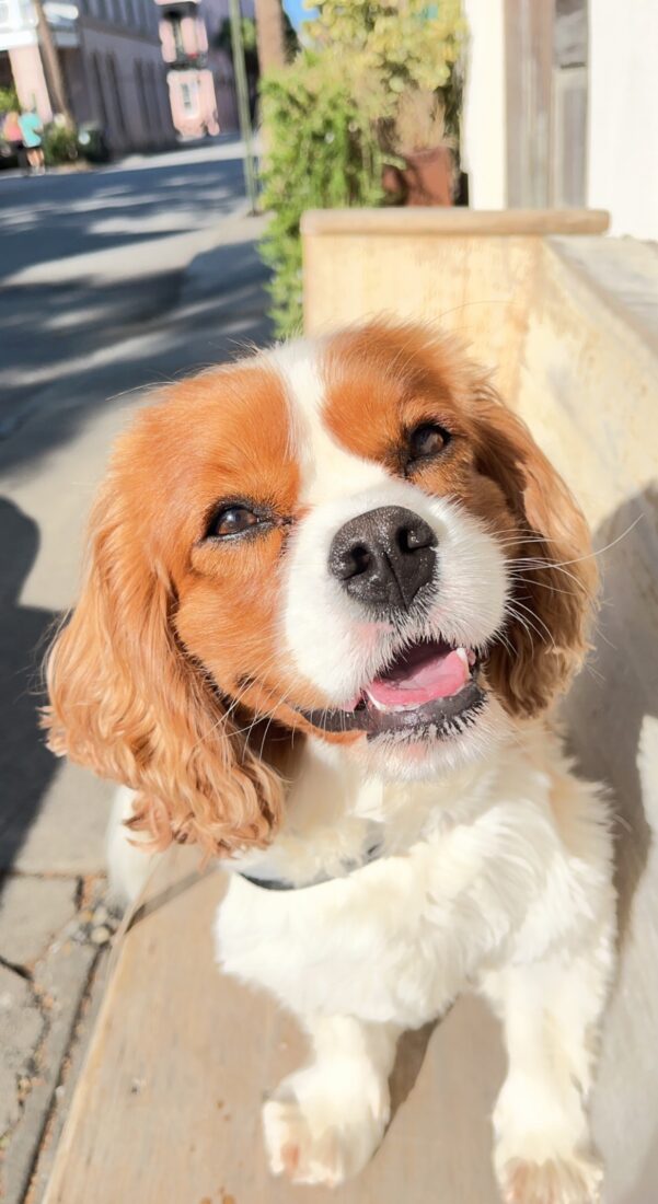 Jack, King Charles Cavalier