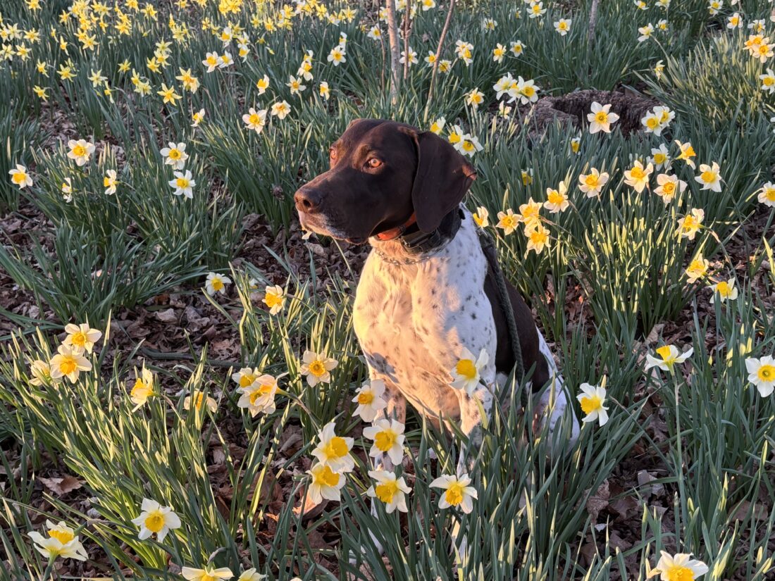 Bullet, German shorthaired pointer