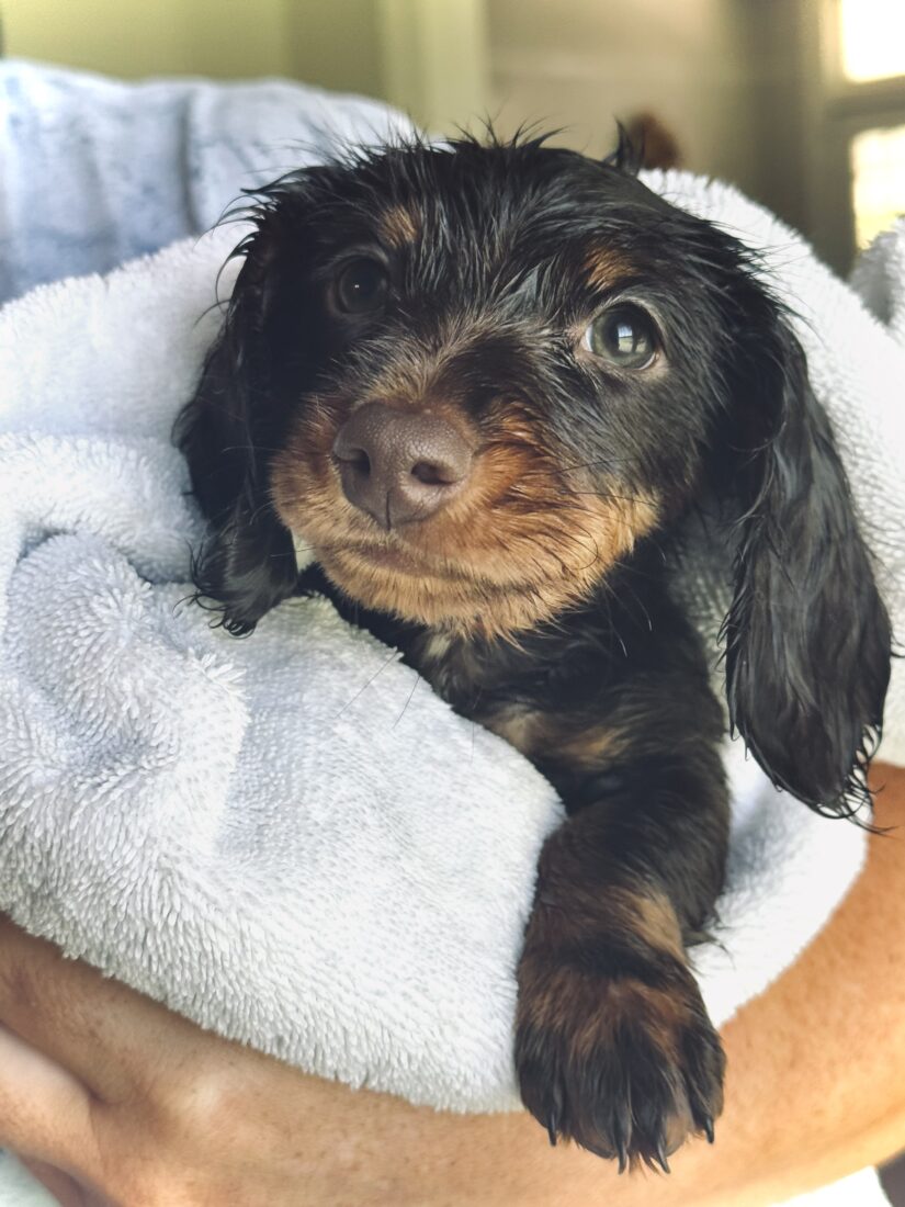 Tony Mullis, Mini Dachshund