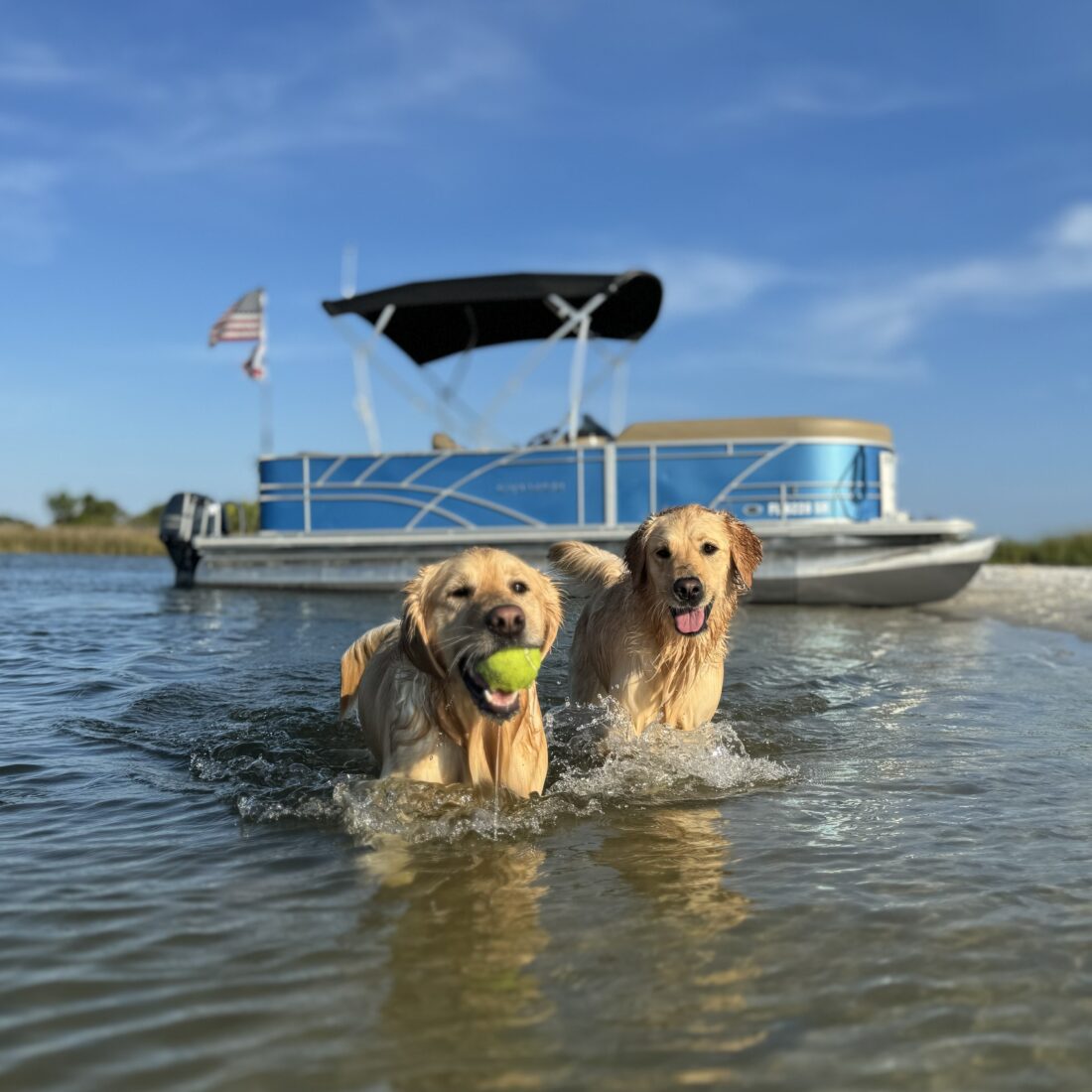 Aly & Isla, Golden Retriever