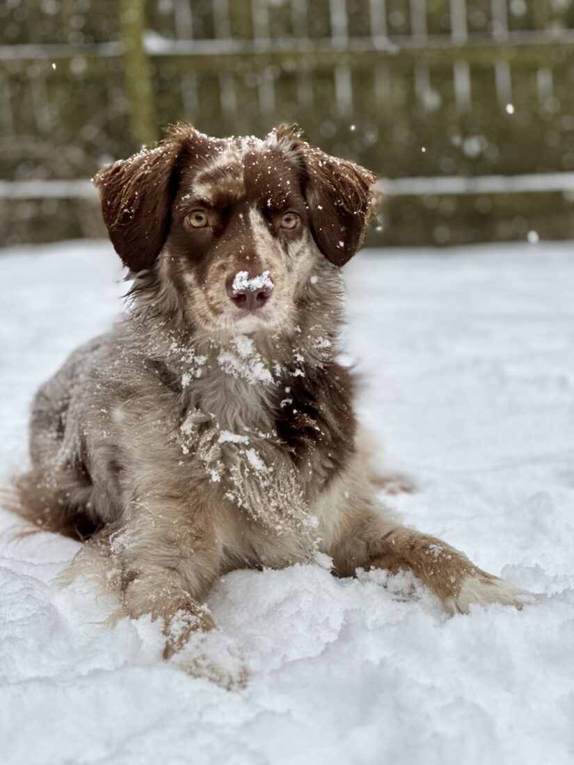 Pinto, Australian Shepherd mix