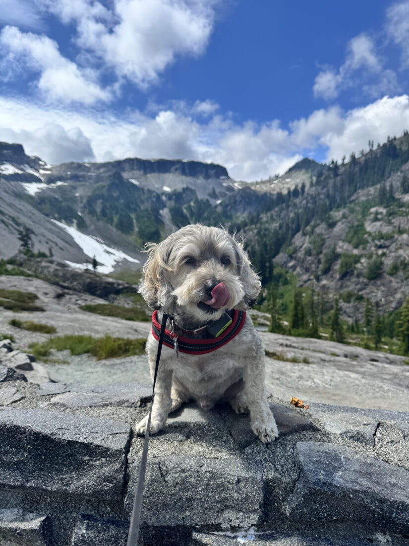 Jasper, Terrier Poodle