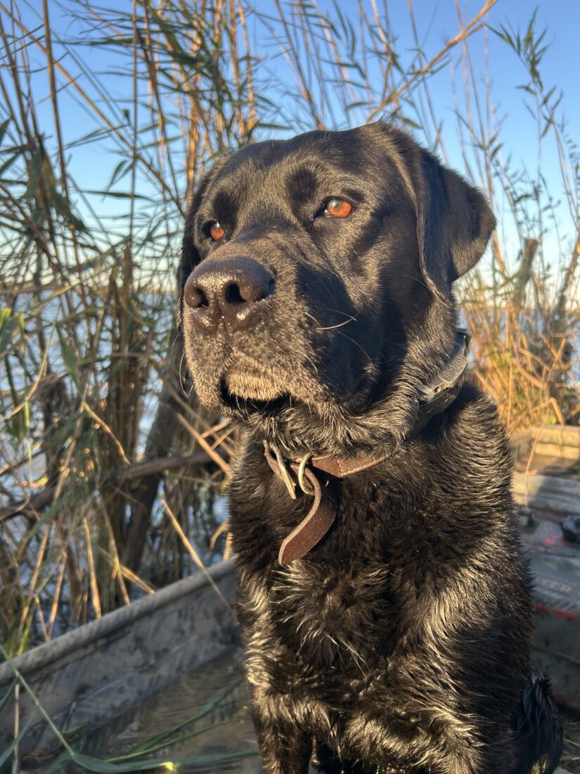 Drake, Labrador Retriever