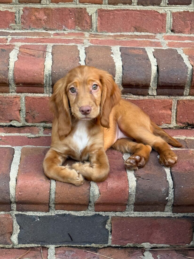 Tally, English Cocker