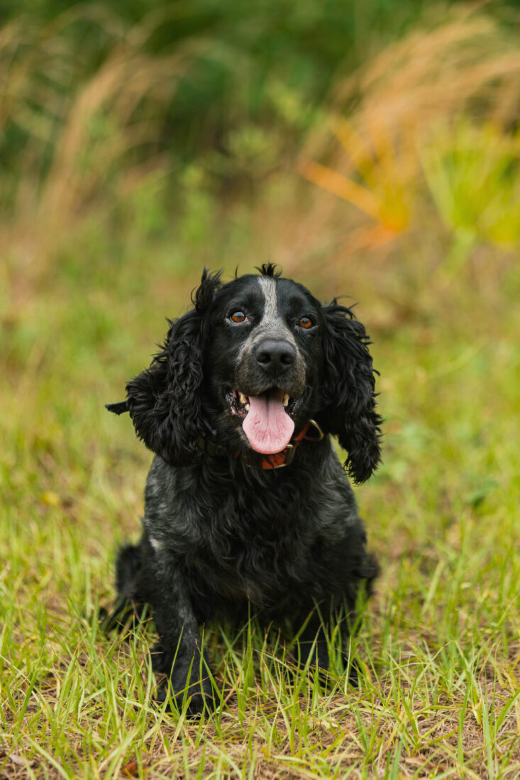 Mac, American Cocker Spaniel
