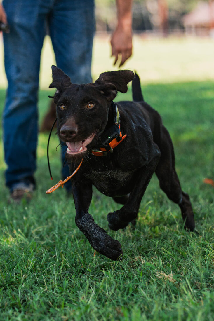 Walter, German Wirehaired Pointer