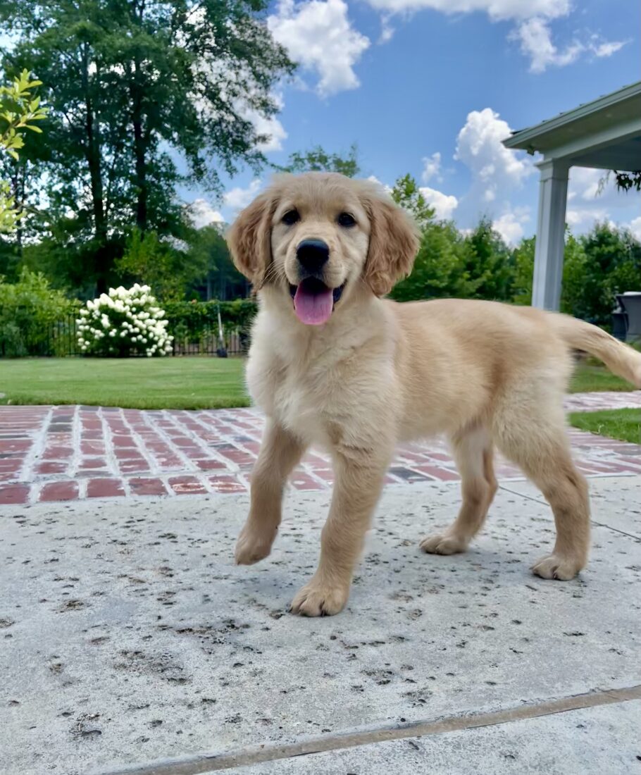 Midge, Golden Retriever