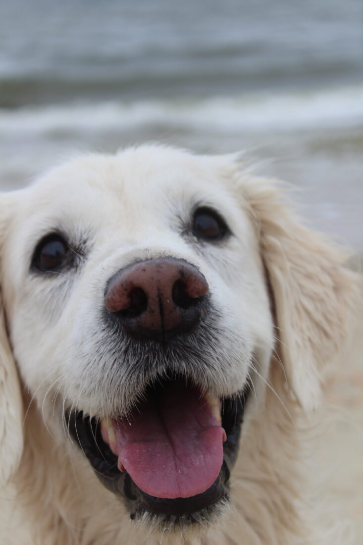 Lucy, English cream golden retriever