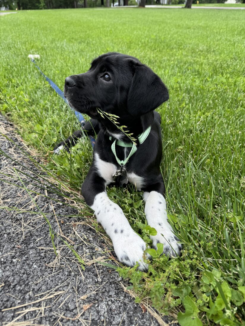 Lucky, Black Lab Boxer Mix
