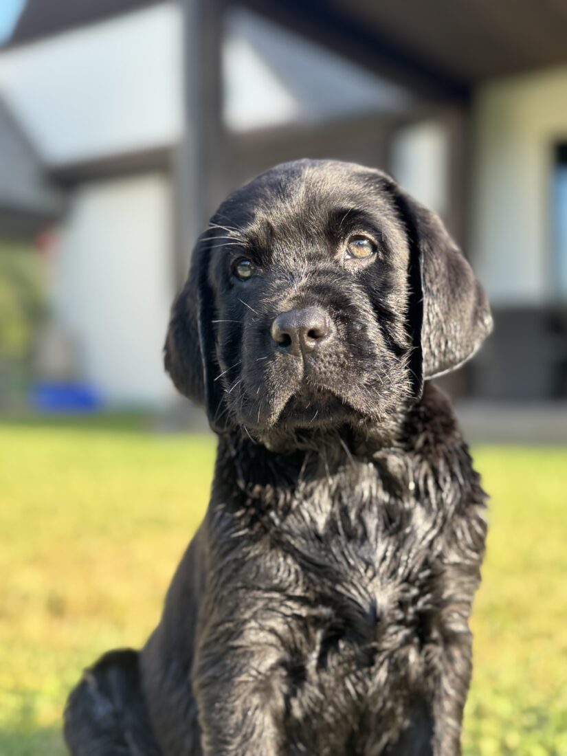 Blue, Labrador
