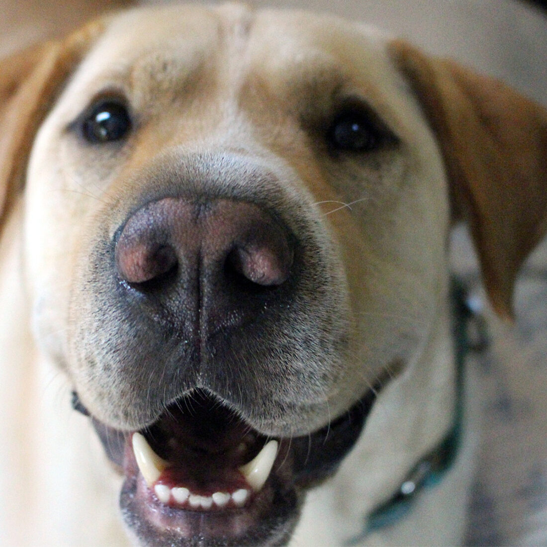 Beau, Rescue lab/sharpei