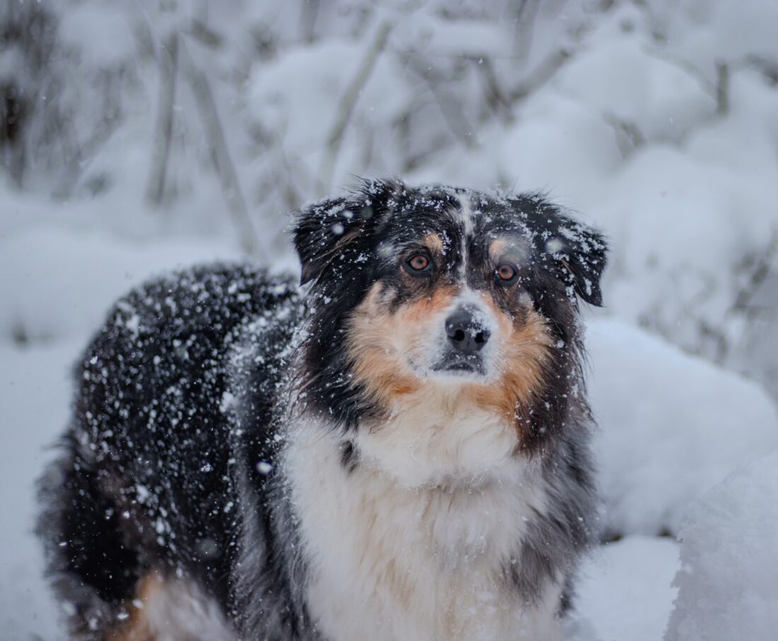 Kona, Australian Shepherd