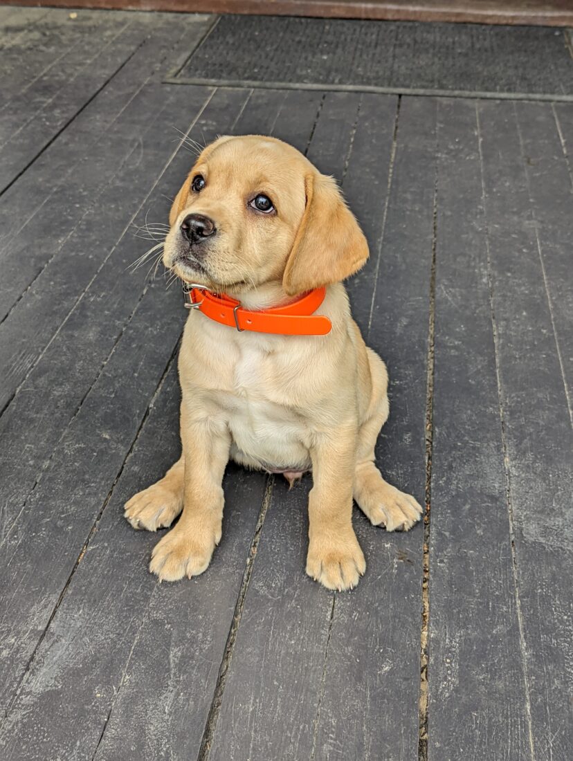 Sophie Yellow Dog, Labrador Retriever