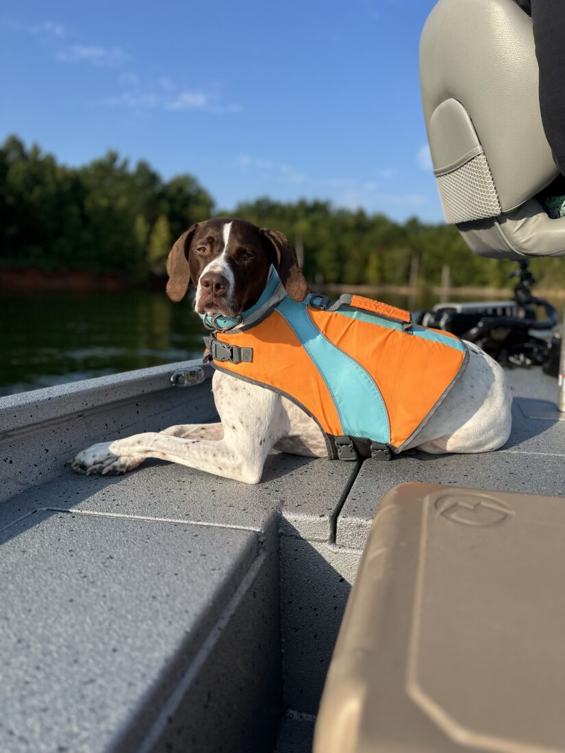 Delta Dawn, German Shorthaired Pointer