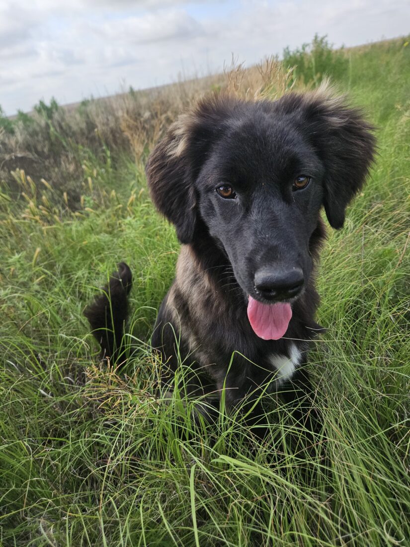 Demi, Golden retriever mix