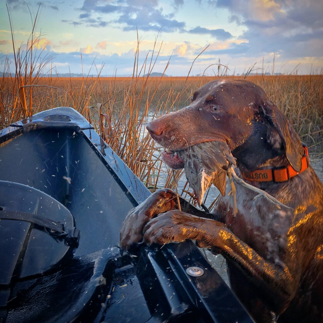 Buster, German Shirt-haired Pointer