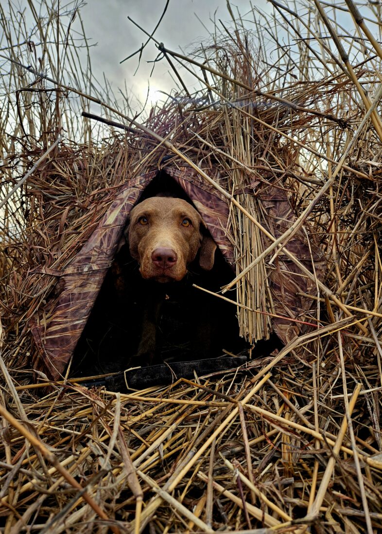 Dixie, Chesapeake Bay
